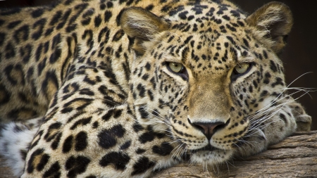 Leopard - animal, nature, wildlife, leopard