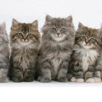 five cute Persian kittens