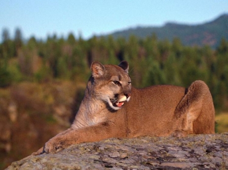 beautiful big cat - puma, animals, cats, beautiful, big cat