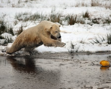 the hard working fisher - fisher, bears, animals, hard working