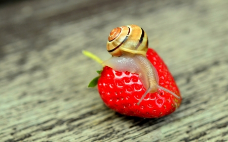 Snail - strawberry, snail, melc, vara, yellow, red, summer, fruit