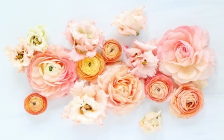 Ranunculus and roses - summer, rose, card, texture, flower, pink, vara, ranunculus