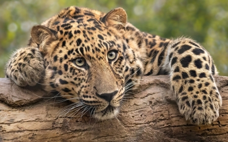 Leopard - leopard, animal, paw, wood, eyes