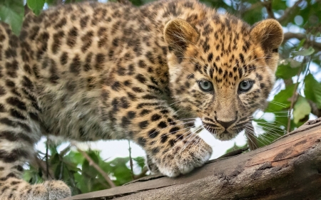 Leopard - paw, leopard, cub, baby, animal, tree, cute