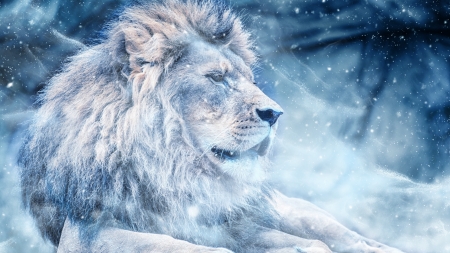 Lion - white, winter, animal, blue, leu, iarna, lion, ractapopulous