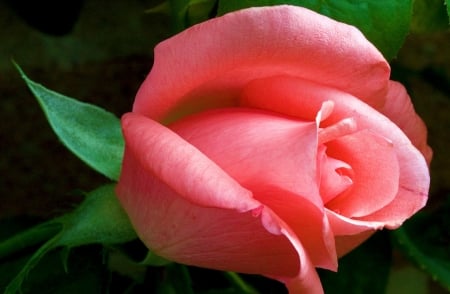 For you - wonderful, rose, flower, pink