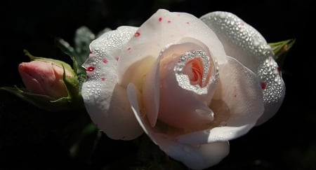 Rose - white, one, amazing, rose