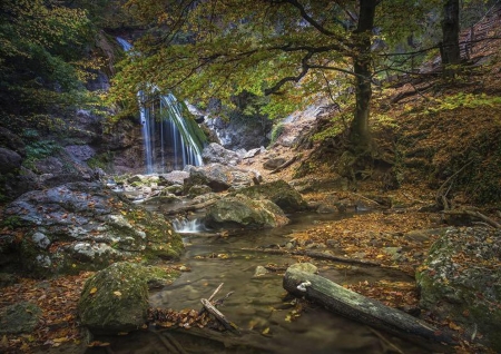 Forest waterfall - nature, tree, forest, waterfall