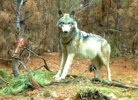 Grey Wolf - wolf, forest, trees, red list, iucn