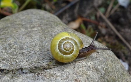 Walking Snail - animal, rock, snail, spiral