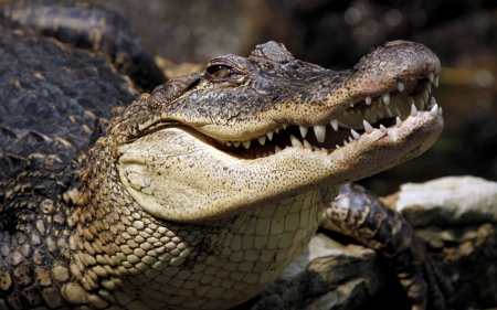 crocodile - animal, face, reptile, crocodile