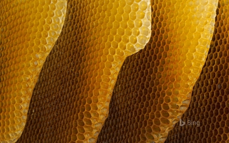 Honey Combs - Bing, Combs, Honey, wallpaper