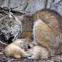 Lynx In Colorado USA