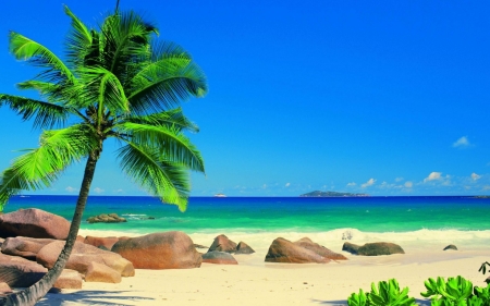 Exotic Beach with palm trees - vacation, beach, palm trees, shore