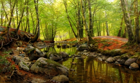 Forest River - sunlight, trees, water, stones, rocks