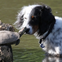 Dog Meets Turtle