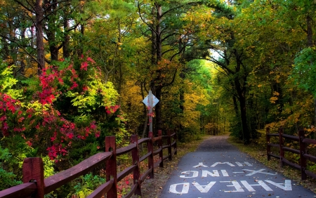 forest - fun, colorful, trees, nature, forest, cool