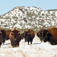 Bison Cow In Snow In Caprock Park