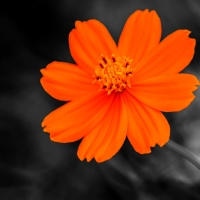 Bright Orange Bloom