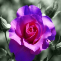 Purple Rose