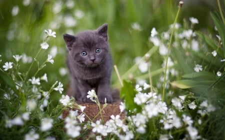 Kitten - summer, flower, cat, grey, white, animal, kitten, green, pisici, vara