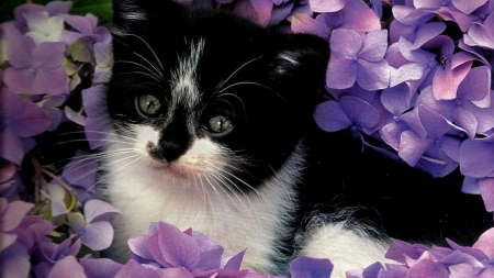 Kitten - black, white, kitten, cute, flower, hydrangea, pink, cat