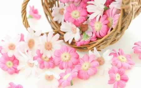 Flowers - basket, white, card, flower, pink