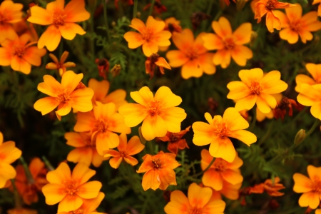 Kryddtagetes - Orange, Yellow, Black, Green