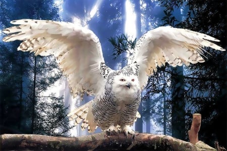 Animal Spirit - owl, snow owl, trees, forest