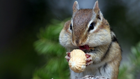 Chipmunk having Dinner - animal, wildlife, eating, chipmunk