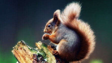 Squirrel - wildlife, eating, animal, squirrel