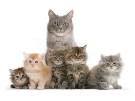 mother cat and five kittens - cats, mother, kittens, animals