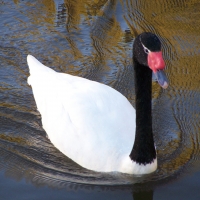 Black Necked Swan In water