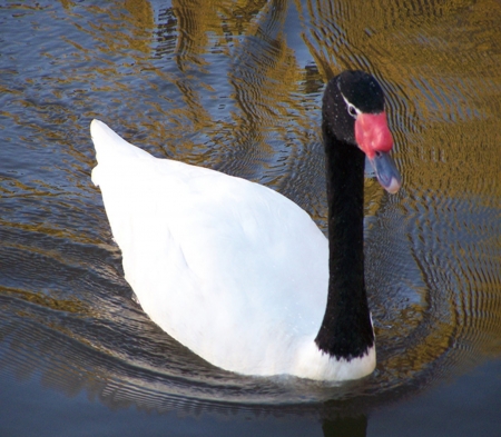 Black Necked Swan In water - Necked, Swan, Black, Photograhy