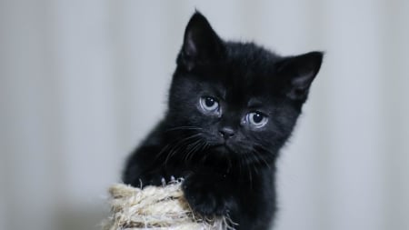 Kitten - cat, pisici, animal, black, cute, kitten