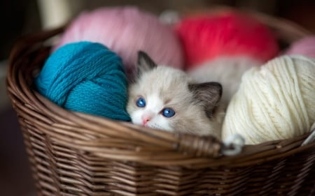 Kitten - blue, eyes, pink, sweet, wool ball, cat, basket, white, kitten, pisici, cute