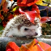 autumn hedgehog