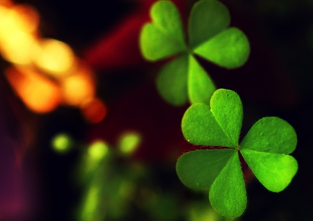 :-) - trifoi, st patrick, trefoil, green, leaf, clover