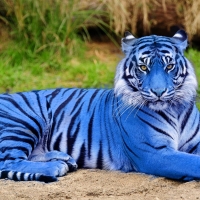 Lovely Blue Tiger