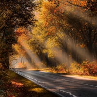 Fall Foliage & Sunbeams over a Road