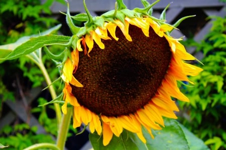 sunflowers - Orange, Yellow, Black, Green