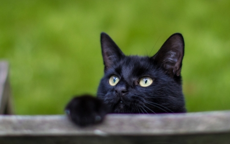 Cat - black, animal, paw, green, pisici, eye, cat