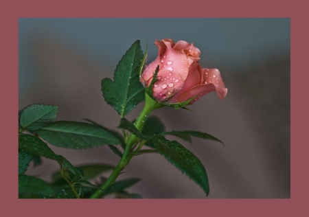 Rainy Coral Rose - delicate, peach, pinkish, elegant, bud, rose, coral, high resolution, veined, leaves, green, rain drops, 2326x1636, stem, petite, framed