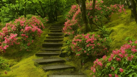 Stairway - stairway, flower, nature, garden