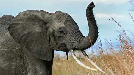 African Elephant - animal, wildlife, elephant, african