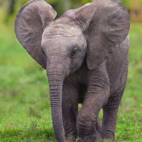 Baby Elephant