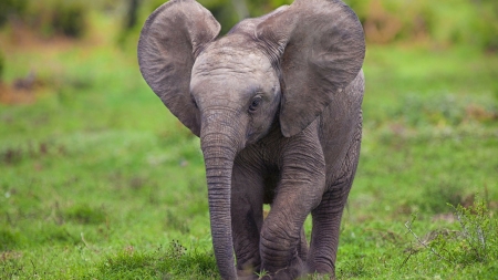 Baby Elephant - Animal, Wildlife, Elephant, Baby