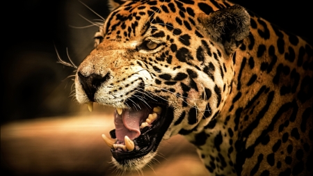 Jaguar - animal, nature, wildlife, jaguar