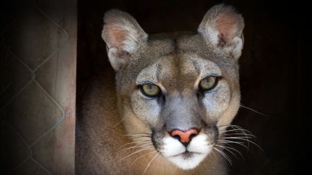 Beautiful Cougar in Zoo