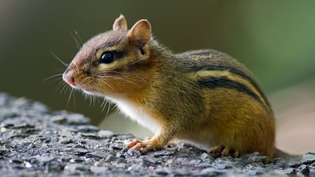 Chipmunk on Stones - animal, wildlife, stones, chipmunk